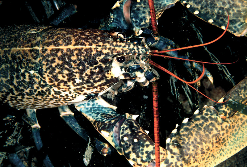 Homarus gammarus